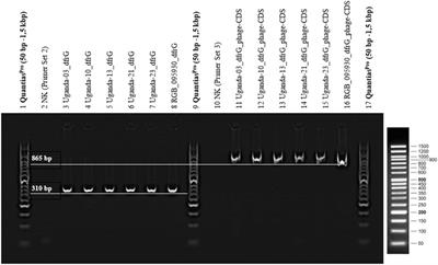 Characterisation and Molecular Analysis of an Unusual Chimeric Methicillin Resistant Staphylococcus Aureus Strain and its Bacteriophages